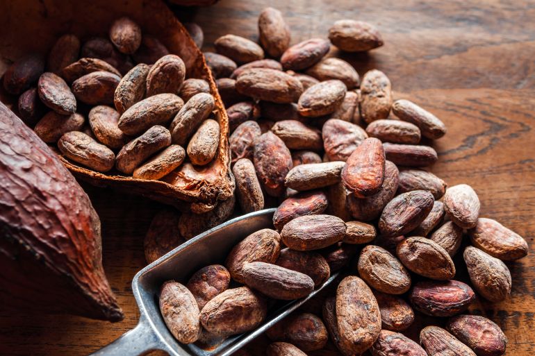 الجفاف أدى إلى تراجع إنتاج الكاكاو في كوت ديفوار