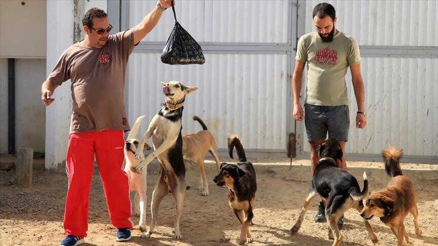 الكلاب السائبة بتونس.. بين حملات القنص ودعوات الرفق